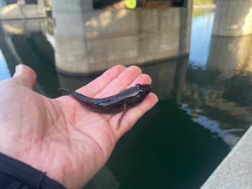 ハゼの釣果