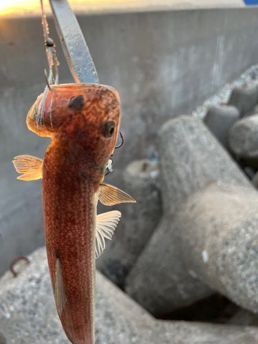 エソの釣果