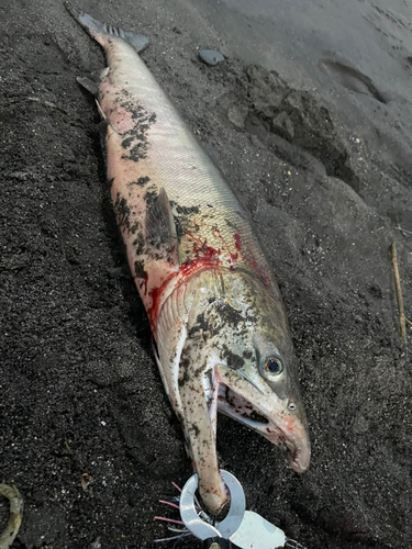 サケの釣果