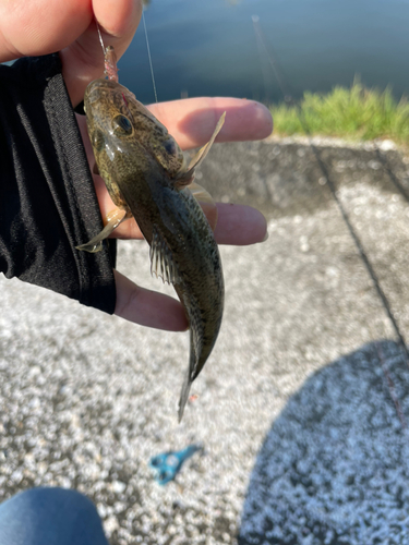 マハゼの釣果