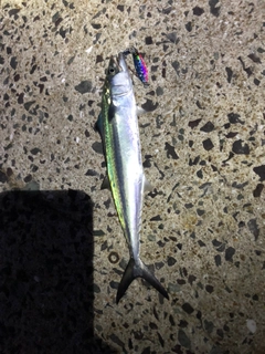 サゴシの釣果