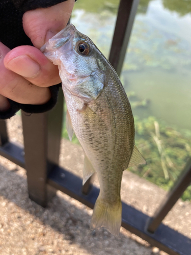 ラージマウスバスの釣果