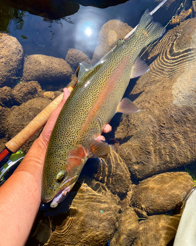 ニジマスの釣果