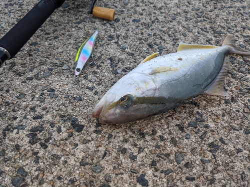 ショゴの釣果