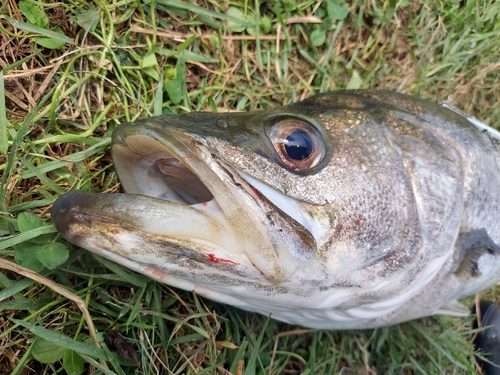 マルスズキの釣果