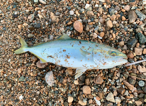 ツバイソの釣果