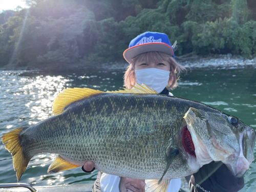 ブラックバスの釣果