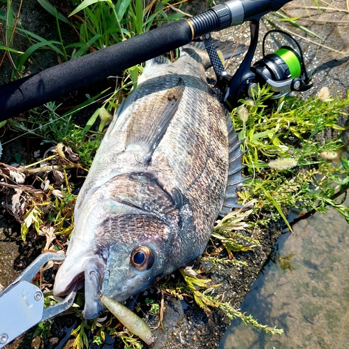 チヌの釣果