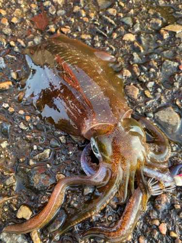 アオリイカの釣果