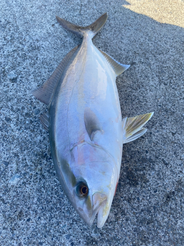 ショゴの釣果