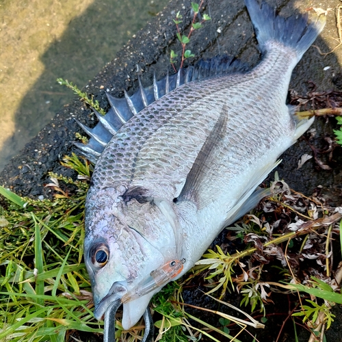 キビレの釣果