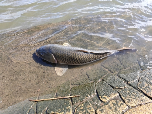 コイの釣果