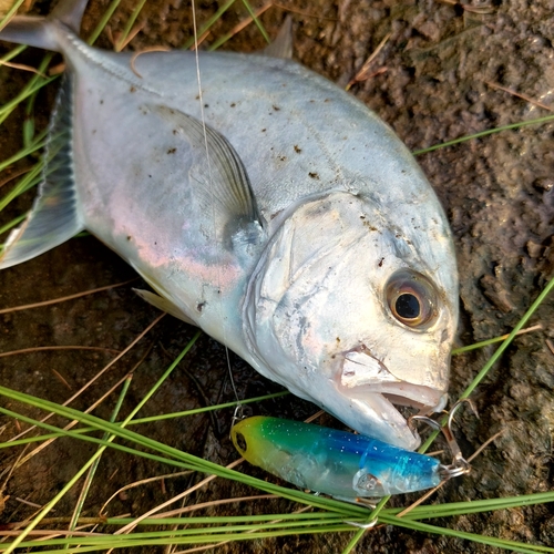 メッキの釣果