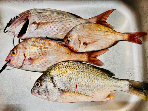 タイの釣果