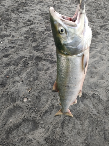 アキアジの釣果