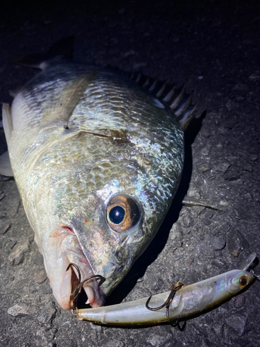 チヌの釣果