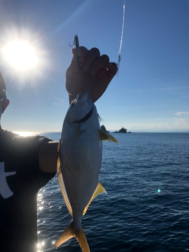 カンパチの釣果