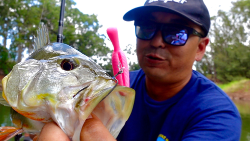 ピーコックバスの釣果