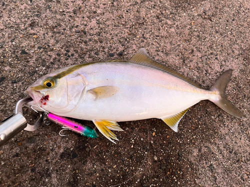 ショゴの釣果