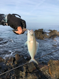 アオチビキの釣果