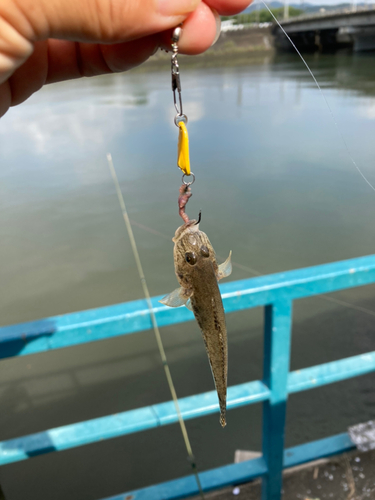 ハゼの釣果