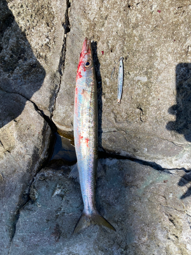 ハガツオの釣果