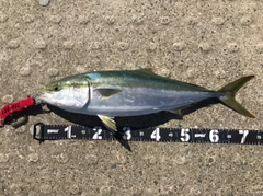 メジロの釣果