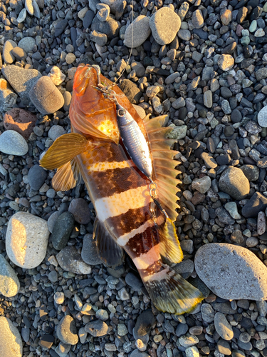 アオハタの釣果