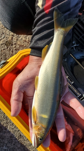 アユの釣果