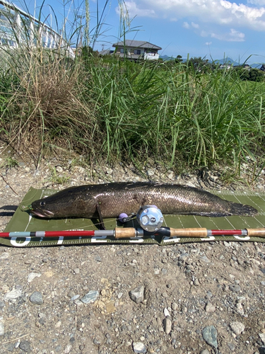 ライギョの釣果