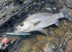 ヒラスズキの釣果