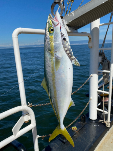 ヤズの釣果