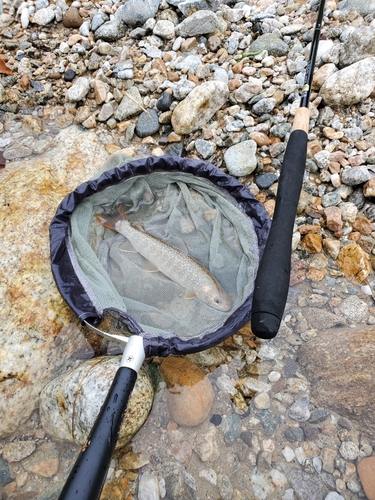 イワナの釣果