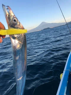 タチウオの釣果