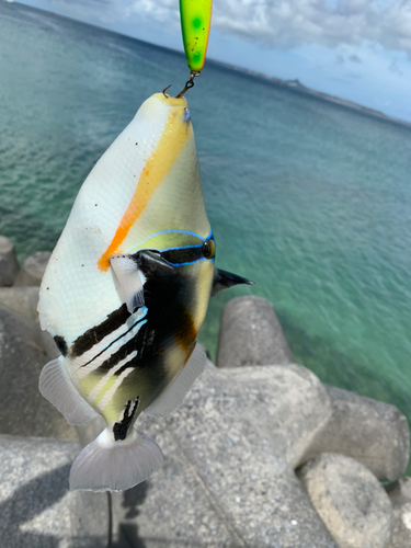 ムラサメモンガラの釣果