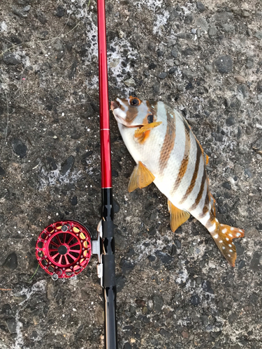 タカノハダイの釣果