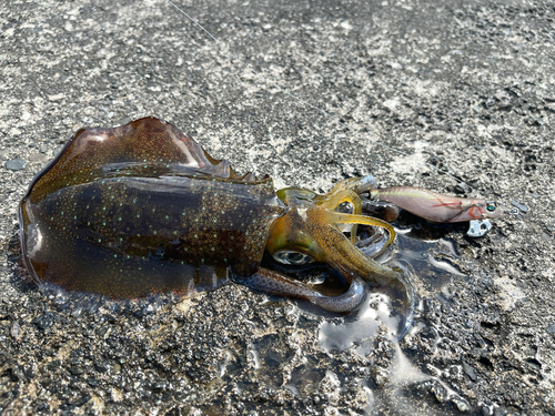 アオリイカの釣果