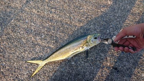 シイラの釣果