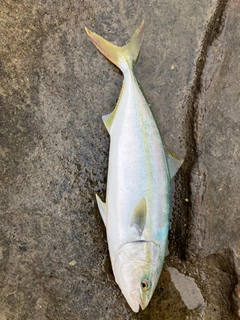 イナダの釣果