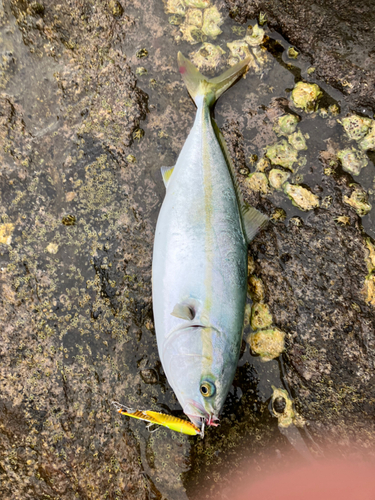 ショゴの釣果