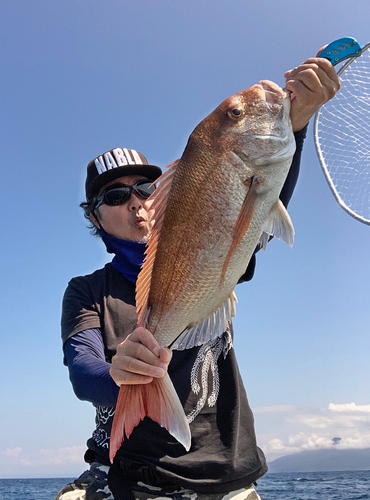 マダイの釣果