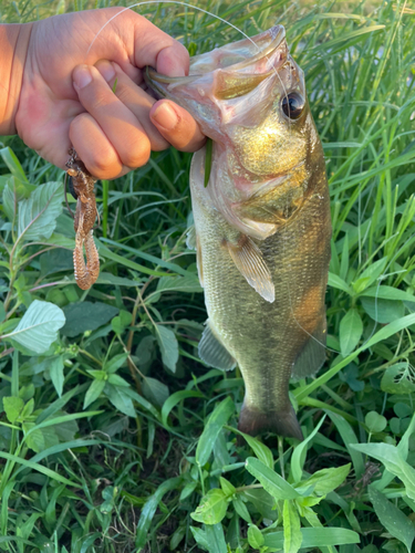 ブラックバスの釣果