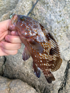 アコウの釣果