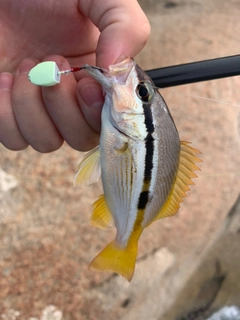 ヨコスジフエダイの釣果