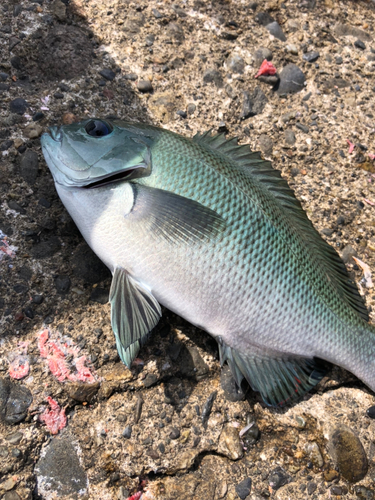 メジナの釣果