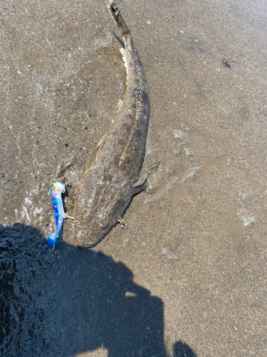 マゴチの釣果