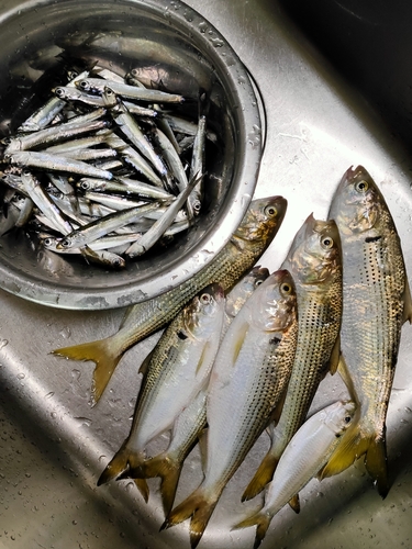 カタクチイワシの釣果