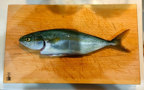 イナダの釣果