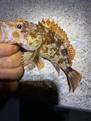 カサゴの釣果