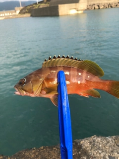 アカハタの釣果